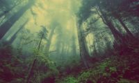 mystisk skog